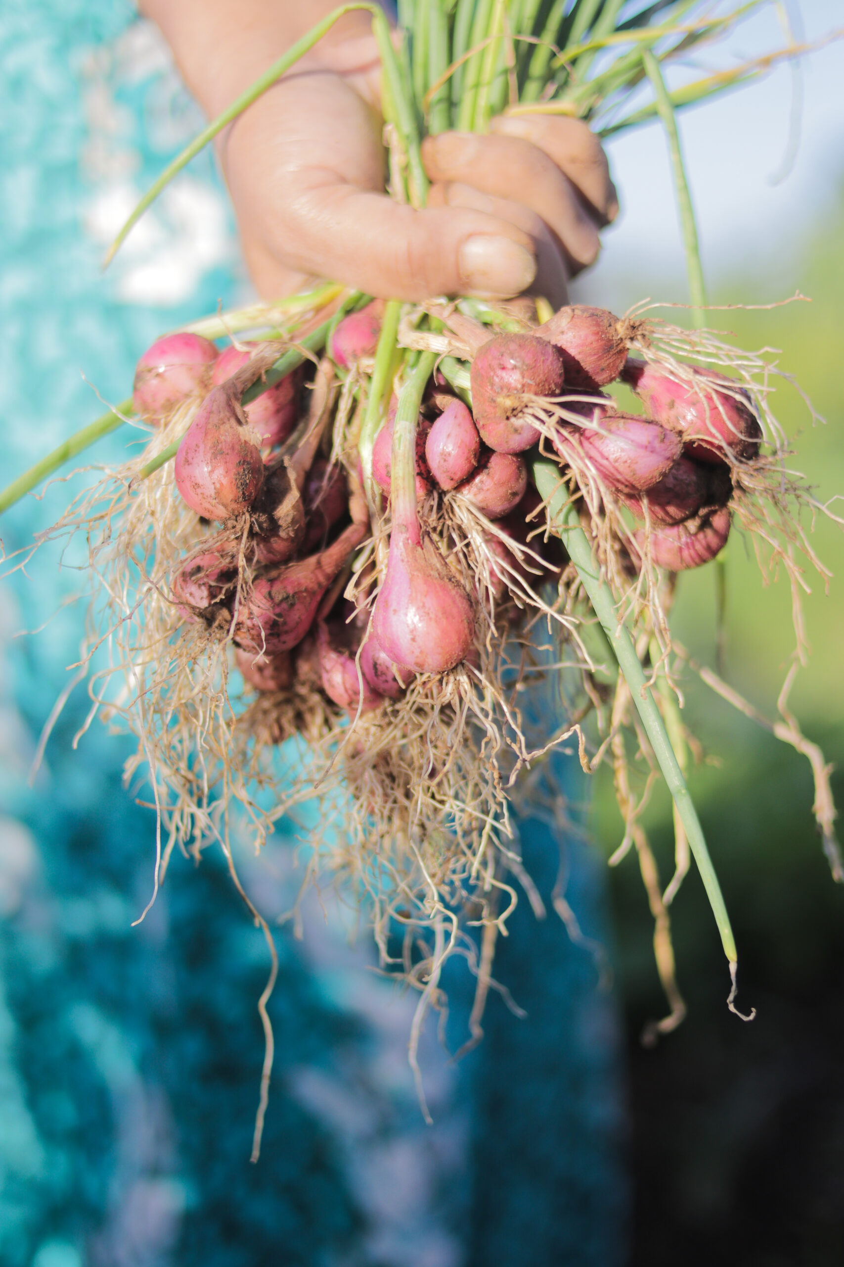 Donate a packet of Seeds ADRA New Zealand