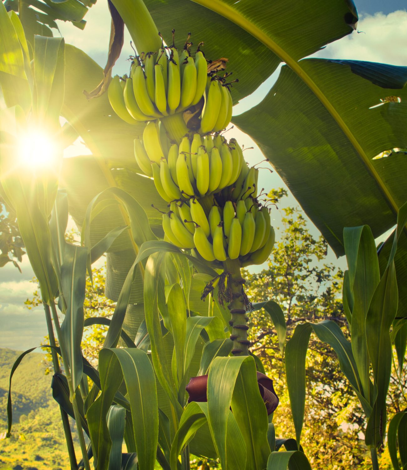 Vertical shot of tropical banana tree scene with direct sunlight and sunbeams.