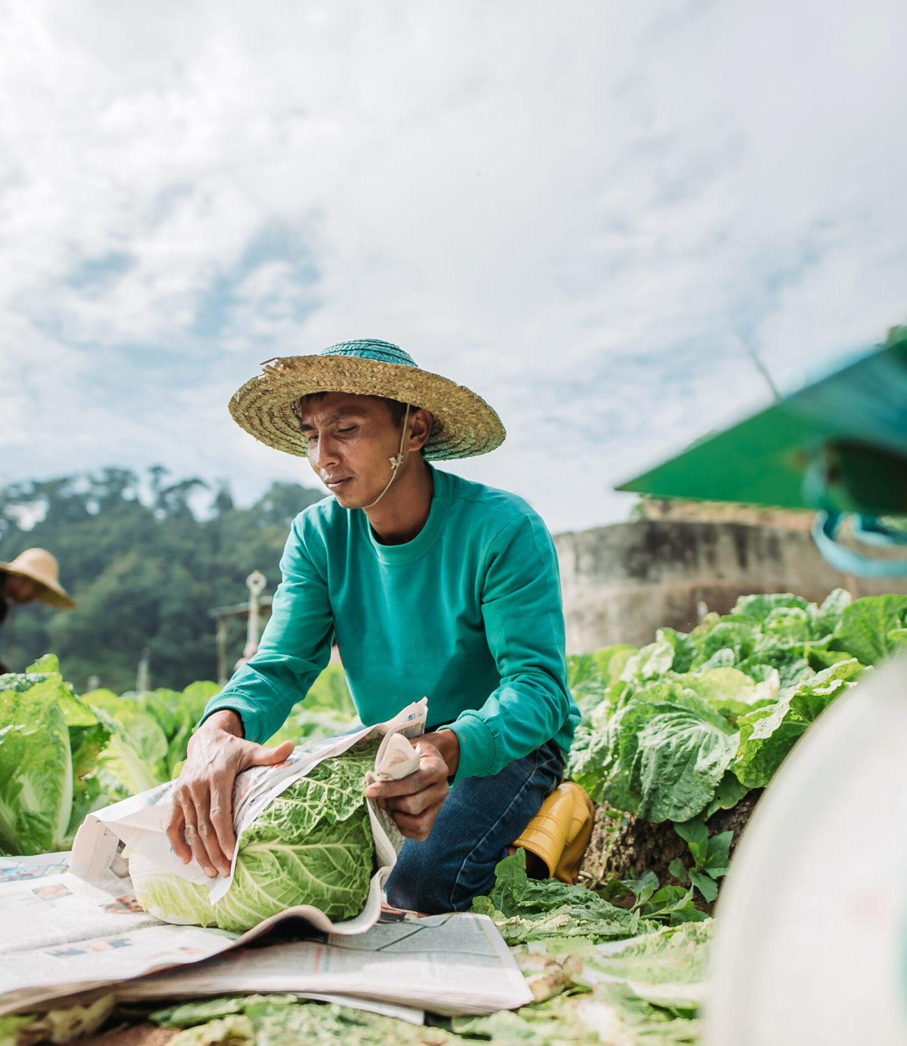 front view of farmer packing fresh cabbage with both hand