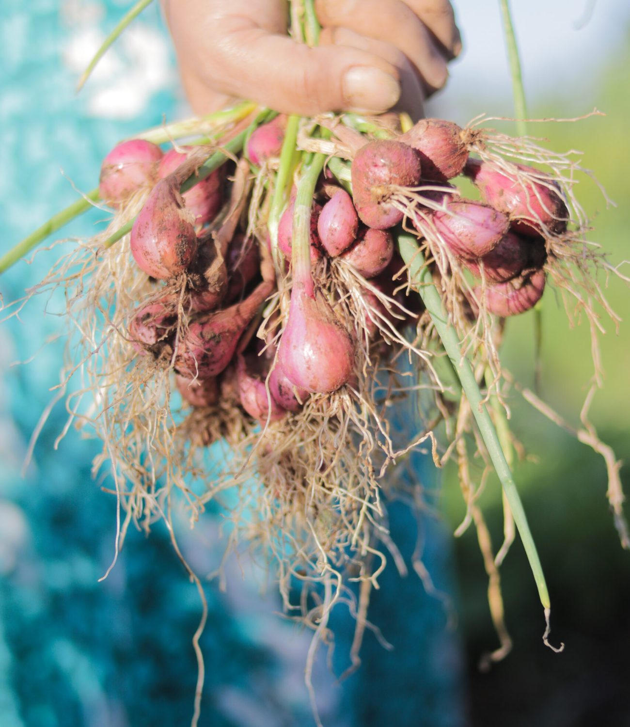 A bunch of shallots or red onions with green leaves and white roots are harvested by local Indonesian farmers. Agriculture background stock images.